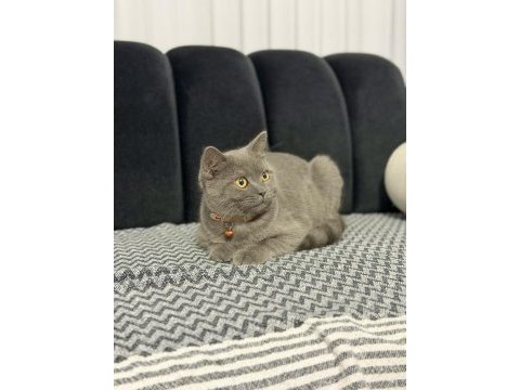 Minik british shorthair dostumuza yuva arıyoruz