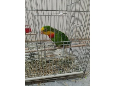 Barraband cinsi papağanımız