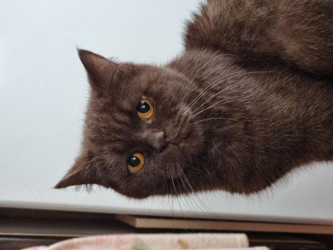 British shorthair çikolata kızımız