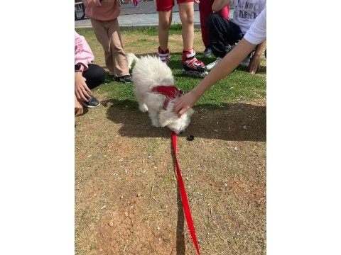 Maltese terrier 5.5 aylık aşıları tam
