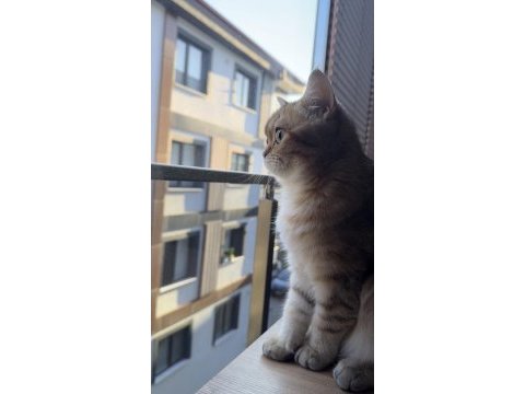 9 aylık mikroçipli british shorthair gold dişi