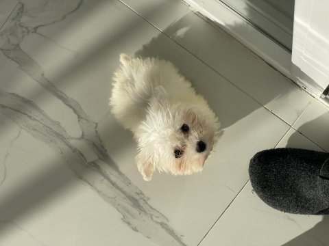 2 aylık maltese terrier