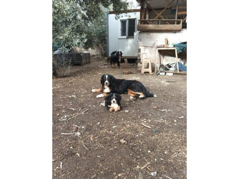 Bernese dağ köpeği
