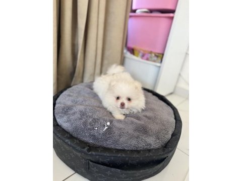 Beyaz pomeranian çocuğu