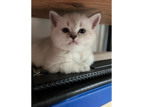 British shorthair erkek yavrular