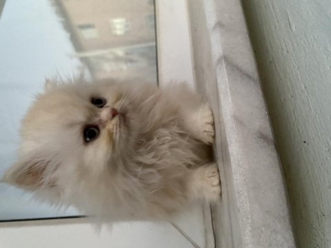 Chinchilla yavru kedimiz