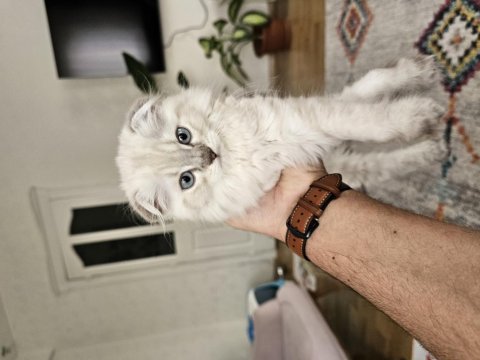Dünyalar tatlısı dişi scottish fold yavrum ücretli