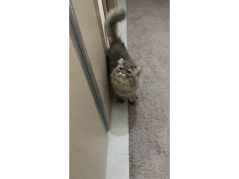 Persian cinsi oğlumuz acil yuva arıyor