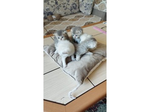 Güzel yavrularımız sahiplendirilecektir scottish fold