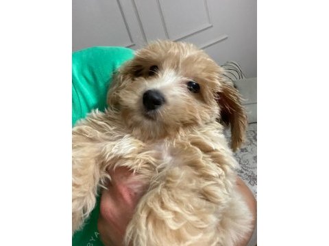 0 numara mini boy mükemmel ırk maltipoo yavru