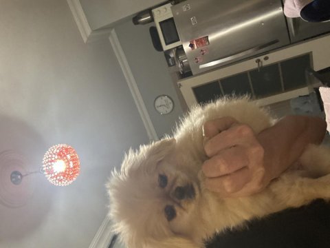 Son erkek pekinez köpeği