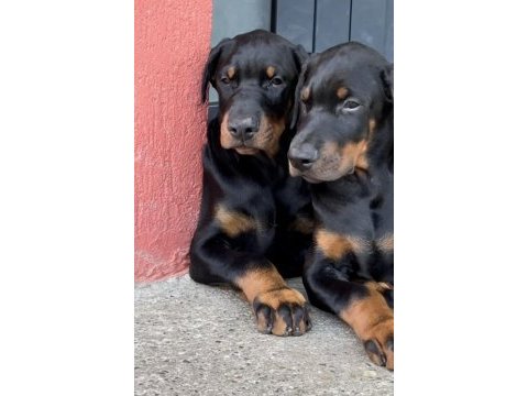 A++ kalite anne baba şecereli doberman yavrular