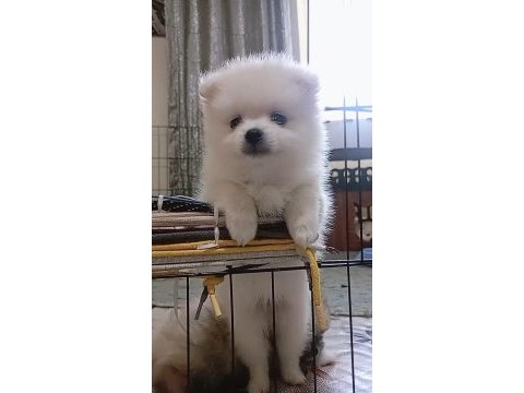 Pomeranian bebeklerim