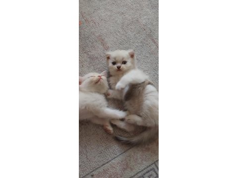 Maviş gözlü blue point yavrularımız scottish fold