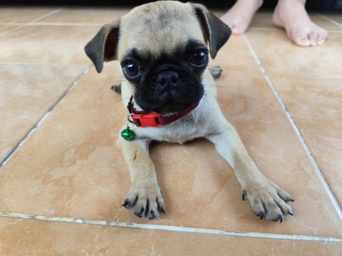 Pug köpeği herşeyi tam