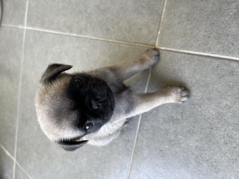 Dişi.1.5 aylık oyuncu pug adana