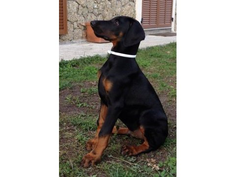 Kaliteli insanın kaliteli doberman köpeği olur