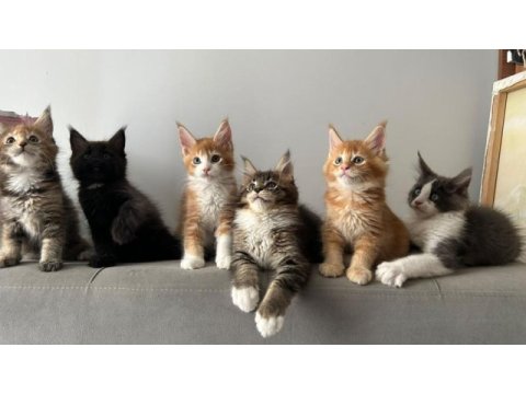 Sağlık ve ırk garantili minik maine coon devler