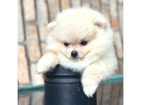 Pomeranian boo dünyası