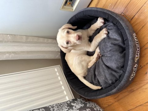 2 aylık labrador sahibini bekliyor