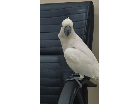 Evcil kakadu papağanı