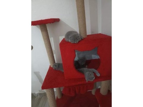 Teslime hazır bebek kedilerim