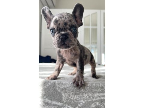 Mavi gözlü french bulldog yavrularım