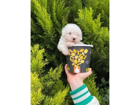 Malti̇poo bebekleri̇mi̇z