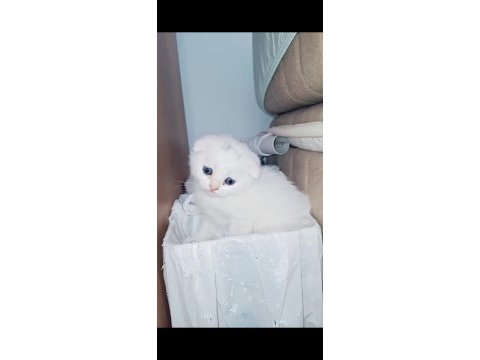 Top surat ponçik scottish fold teslime hazır