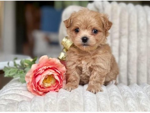 Maltipoo bebek surat yavrular 