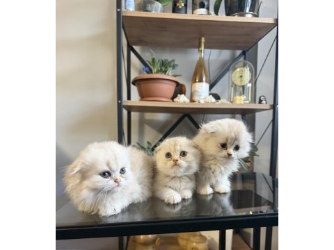 Üst kalite scottish fold bebekler