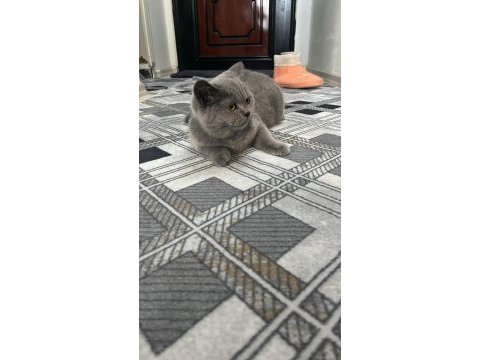 Silver british shorthair 5 aylık