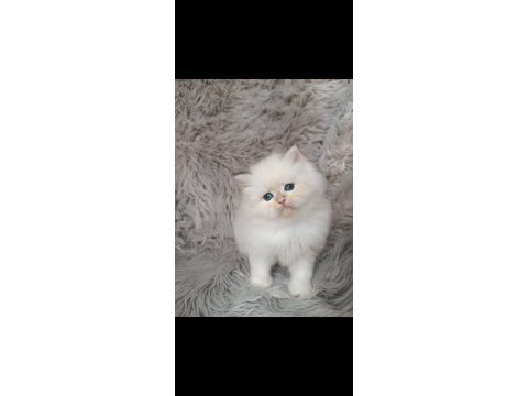 Show kalite silver british longhair yavruları