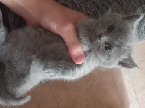 40 günlük yavru british shorthair
