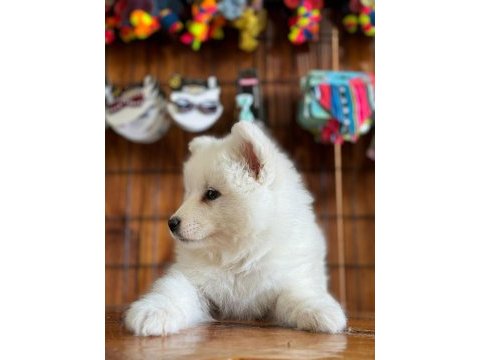 Ayi yavrusu bembeyaz samoyed a kalite ırk