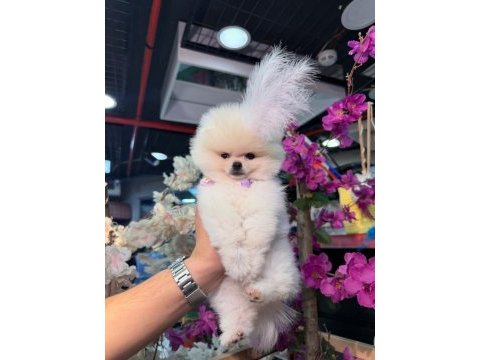 A kalite pomeranian boo
