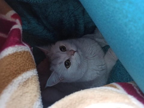 Safkan şecereli dişi british shorthair