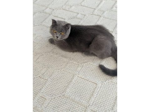 Uysal oyuncu bir british shorthair