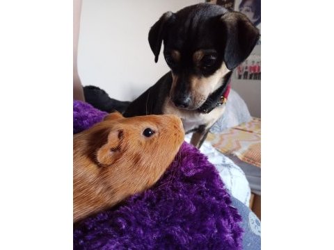 Guinea pig çiko ya iyi bir yuva arıyoruz