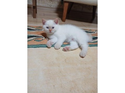 British shorthair red point