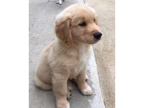 Golden yavrularımız orjinal ev aile dostu