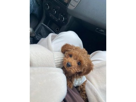 Irk kilo ve sağlık garantili poodle yavrular