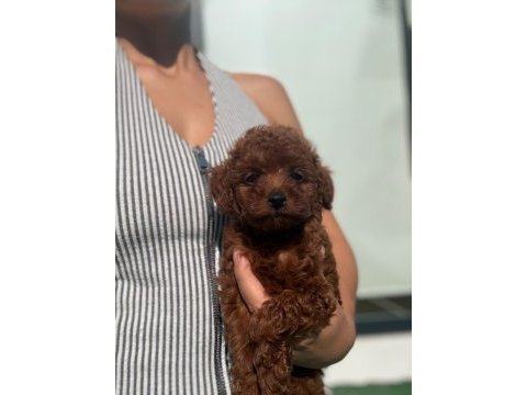 Toy poodle dişi yavrumuz