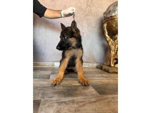 Ruhsatlı çiftlikten a kalite yavru alman kurdu