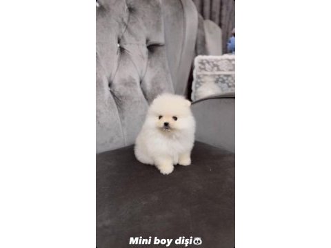 Erkek bozan dişi pomeranian