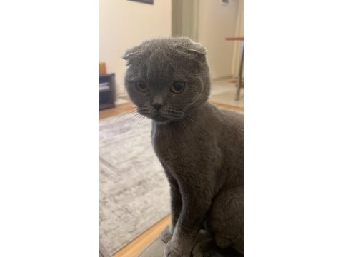 Sevimli bir scottish fold kız