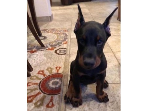 Saygın doberman yavrular