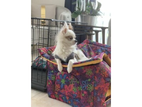 Oğluşuma gelin adayı arıyorum chihuahua