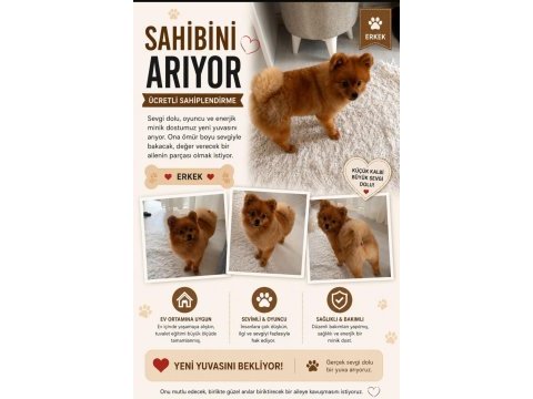 7 aylık erkek pomeranian yavru