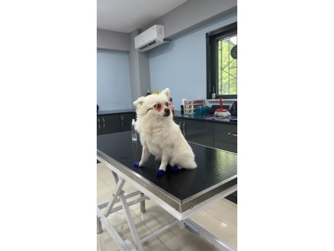 Pomeranian dişi köpeğim